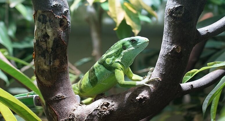 Fiji Gezilecek Yerler