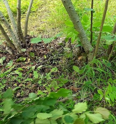 Işkın Alma (Fındık)