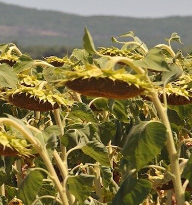 Tekirdağ Gezilecek Yerler