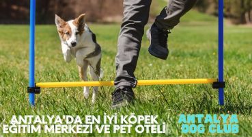 Antalya’da Köpek Eğitim Merkezi Pet Otel Hizmeti Veriyor!