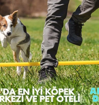 Antalya’da Köpek Eğitim Merkezi Pet Otel Hizmeti Veriyor