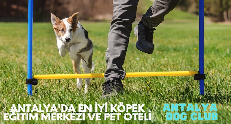 Antalya’da Köpek Eğitim Merkezi Pet Otel Hizmeti Veriyor