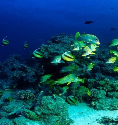 12 ay deniz ve güneşin adresi Mısır Hurghada