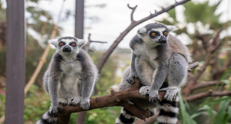 Faruk Yalçın Hayvanat Bahçesi’nde doğa ile iç içe bir bayram tatili...
