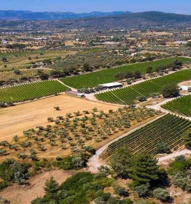 Bodrum’da bir doğa cenneti: “Mor Salkım Bağları”