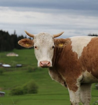 Gezginlerin Gizli Cenneti: Keşfedilmemiş Dağ Köyleri