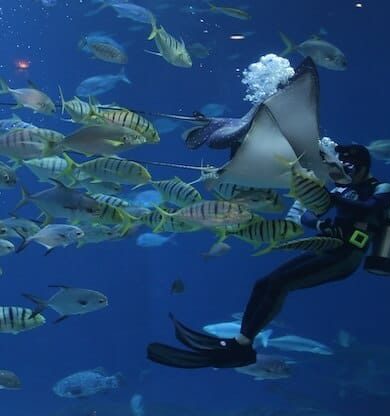 Rengarenk Mercanlar: Dalış Severler İçin En İyi Resifler