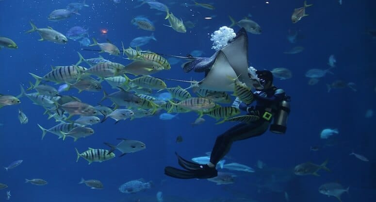 Rengarenk Mercanlar: Dalış Severler İçin En İyi Resifler