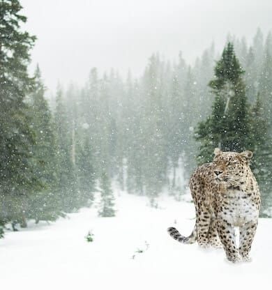 Doğada Yaban Hayatı Gözlemi: Kaplanların Gizemli Dünyasına Yolculuk