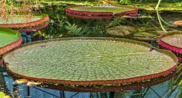 Dünyanın Akciğerleri: Amazon Ormanları