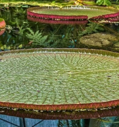 Dünyanın Akciğerleri: Amazon Ormanları