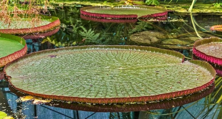 Dünyanın Akciğerleri: Amazon Ormanları