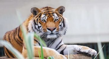 Faruk Yalçın Hayvanat Bahçesi ve Botanik Parkı