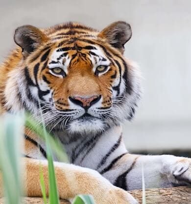Faruk Yalçın Hayvanat Bahçesi ve Botanik Parkı