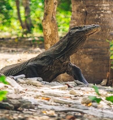 Komodo Adaları Gezilecek Yerler