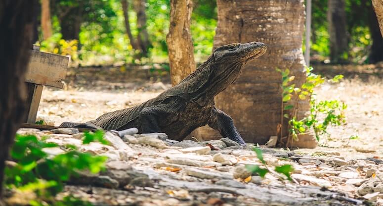 Komodo Adaları Gezilecek Yerler