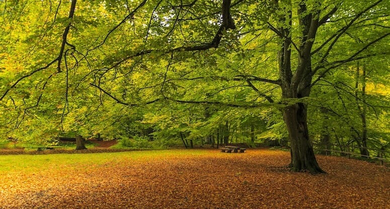 Mesire Yeri Nedir ve Nerelerde Bulunur?