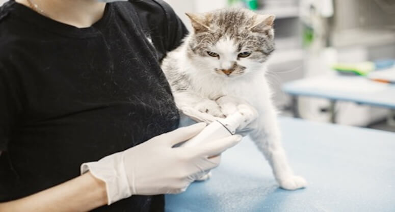 Veterinerlik Eğitimi: Süreç, Süre ve Kariyer Yolu