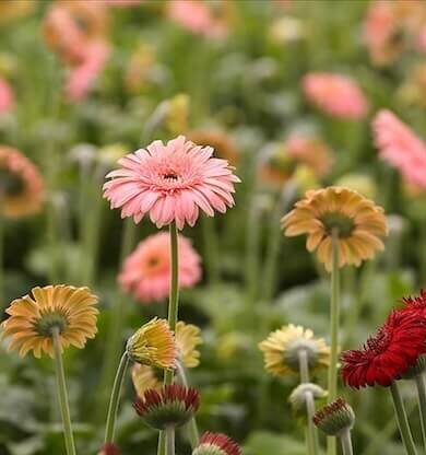 Yılbaşında Annenize Çiçekle Anlam Katın