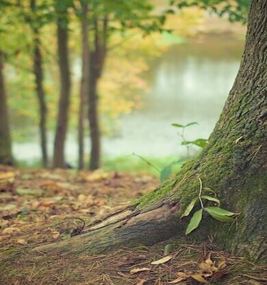 Yeşil Gücümüz: Ormanlar