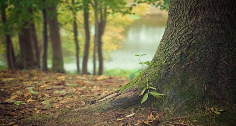 Yeşil Gücümüz: Ormanlar
