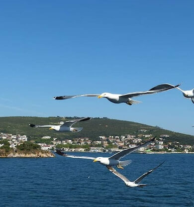Avşa Adası Rehberi: Marmara'nın Saklı Cennetinde Unutulmaz Bir Tatil