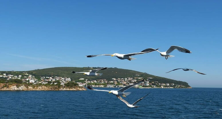 Avşa Adası Rehberi: Marmara'nın Saklı Cennetinde Unutulmaz Bir Tatil