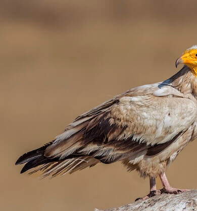 Ardahan ve Kars'ın Verimli Arazileri Maden Tehdidi Altında