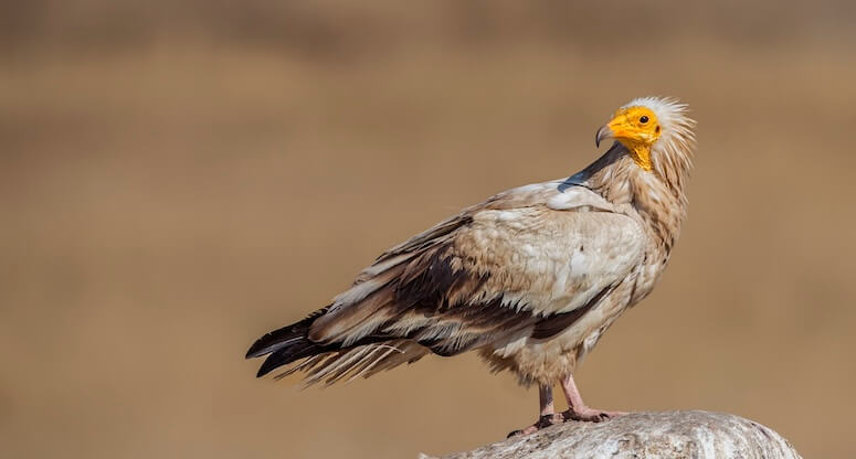 Ardahan ve Kars'ın Verimli Arazileri Maden Tehdidi Altında