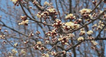Malatya: Doğunun İncisi