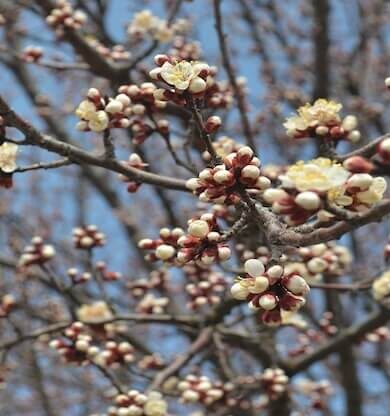 Malatya: Doğunun İncisi