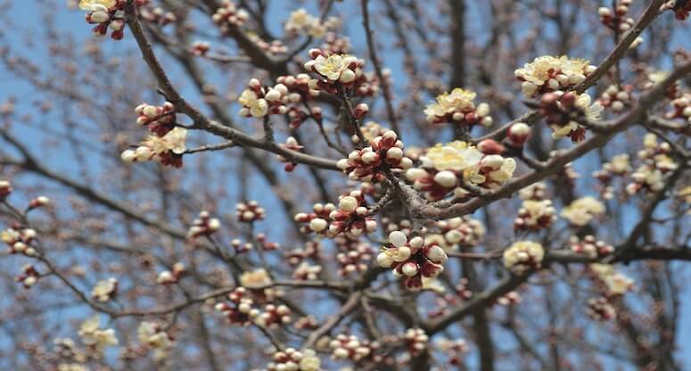 Malatya: Doğunun İncisi