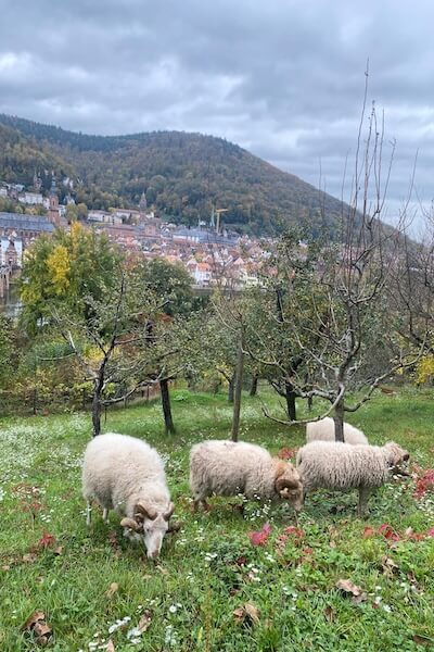 Almanya’nın Romantik Şehri Heidelberg: Gezi Rehberi