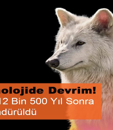 Nesli Tükenen Ulukurtlar 12 Bin Yıl Sonra Hayata Döndürüldü