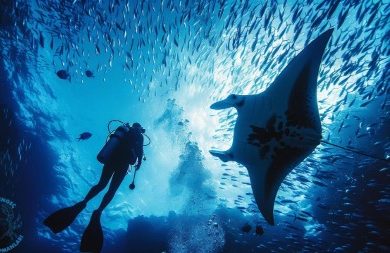Mavi Yengeç Dalış Ekipmanlarıyla Sualtının Sınırlarını Güvenle Keşfedin