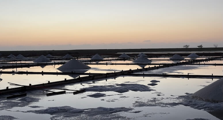 Tayvan’ın Beyaz Altın Mirası